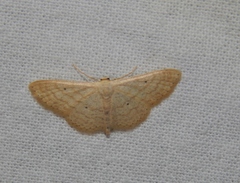 Scopula spoliata