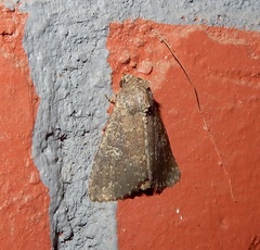 Condica illecta