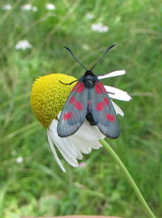 Zygaena viciae