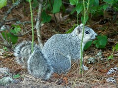 Sciurus niger cinereus