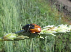 Anisoplia austriaca