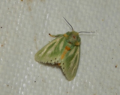 Coenobasis amoena