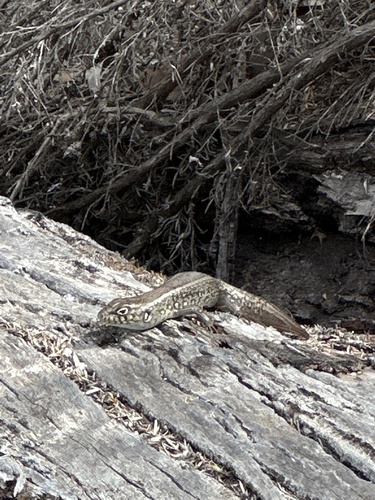 Jurien Bay Rock-skink
