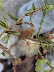 Erigeron petrophilus
