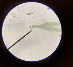 Fissidens ventricosus