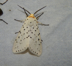 Alpenus