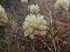 Ptilotus angustifolius