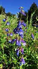 Penstemon albertinus