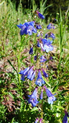 Penstemon albertinus