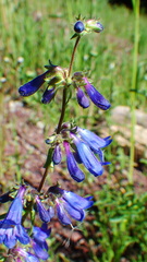 Penstemon albertinus