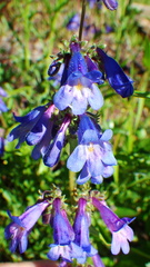 Penstemon albertinus