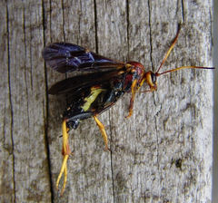 Agathilla bradleyi