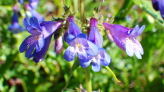 Penstemon albertinus