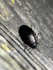 Helopini