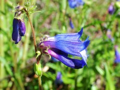 Penstemon albertinus