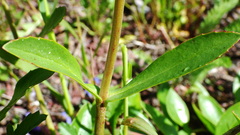 Penstemon albertinus