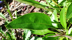 Penstemon albertinus