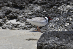 Thinornis cucullatus