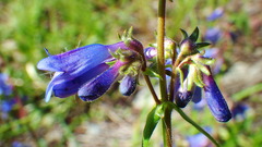 Penstemon albertinus