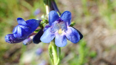 Penstemon albertinus