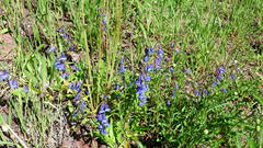 Penstemon albertinus
