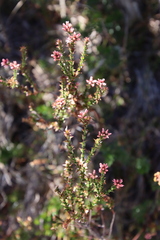 Sprengelia incarnata