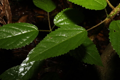 Dendrocnide photiniiphylla