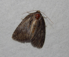 Prionofrontia erygidia