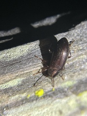 Helopini