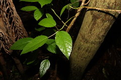 Dendrocnide photiniiphylla