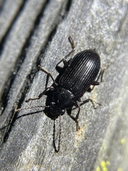 Helopini