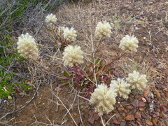 Ptilotus angustifolius