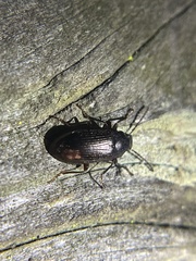 Helopini