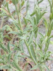 Erigeron petrophilus
