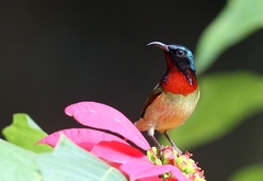 Aethopyga christinae