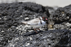 Thinornis cucullatus