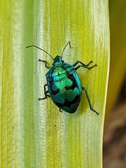 Tectocoris diophthalmus