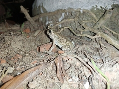 Duttaphrynus melanostictus