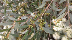 Eucalyptus diversifolia diversifolia