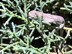 Anolis aeneus