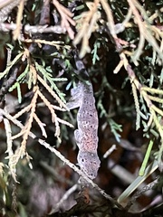 Anolis aeneus