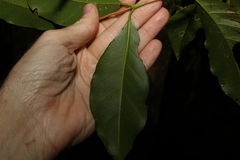 Coffea arabica