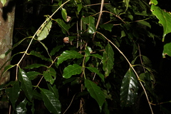 Coffea arabica