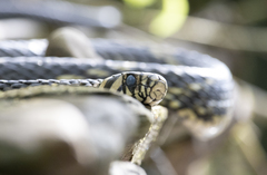 Spilotes pullatus