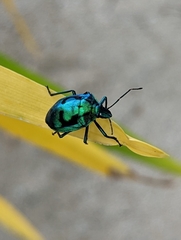 Tectocoris diophthalmus