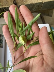 Dodonaea lanceolata subsessilifolia
