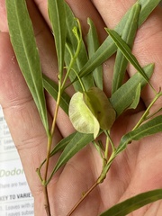 Dodonaea lanceolata subsessilifolia