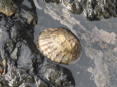 Cellana