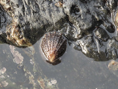 Cellana denticulata