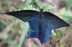 Papilio protenor